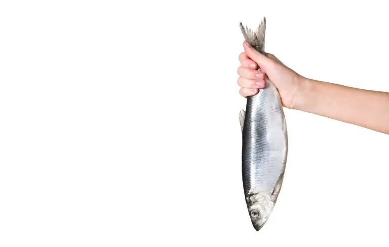 cropped image of woman holding fish in hand isolated on white