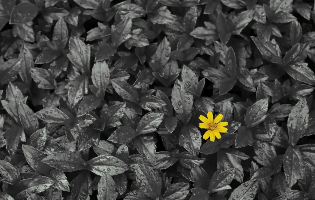 One yellow flower in a field of black and white leaves